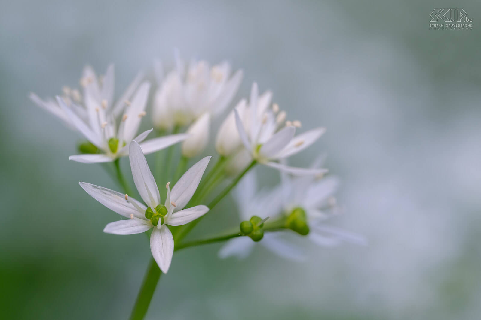 Spring bloomers - Wild garlic in Bois de Laurensart  Stefan Cruysberghs